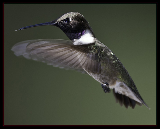 Black-chinned Hummingbird - Lost Maples State Natural Area - Vanderpool, Texas