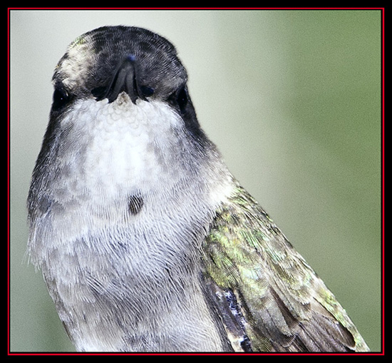 Hummingbird with Attitude - Lost Maples State Natural Area - Vanderpool, Texas