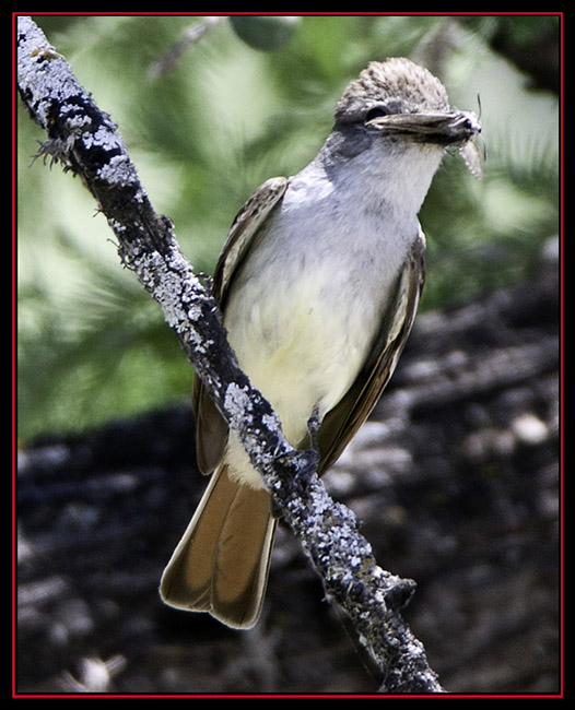 Ash-throated Flycatcher - Garner State Park - Concan, Texas