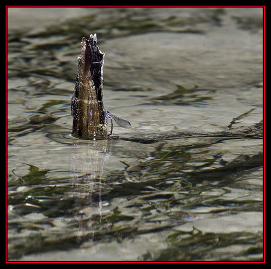 Dragonfly on the Frio River - Garner State Park - Concan, Texas