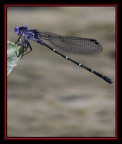 Damselfly on the Frio River - Garner State Park - Concan, Texas