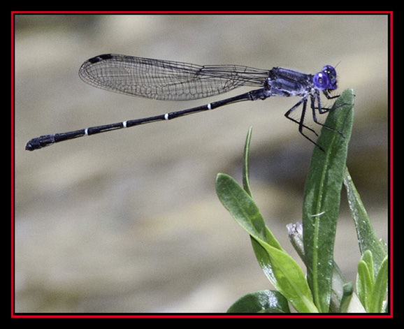 Damselfly on the Frio River - Garner State Park - Concan, Texas