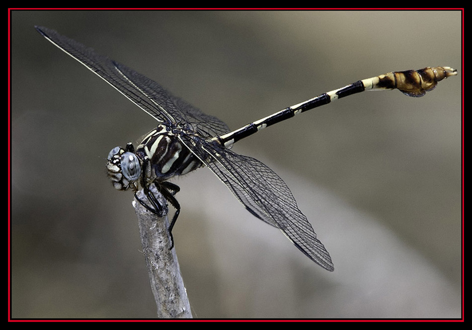 White-belted Ringtail - Garner State Park - Concan, Texas