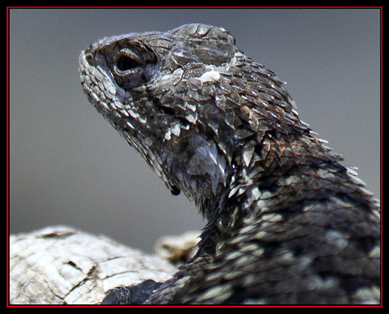 Western Fence Lizard - Garner State Park - Concan, Texas