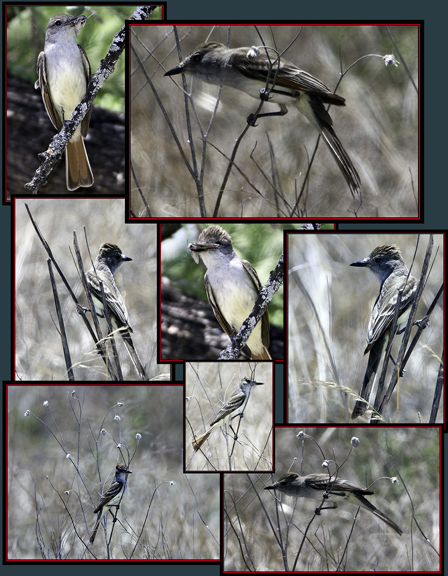 Ash-troated Flycatcher Files - Garner State Park - Concan, Texas