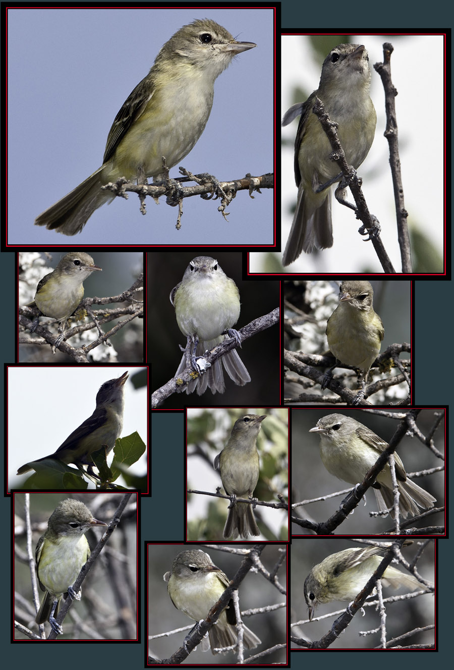 Bell's Vireo - Enchanted Rock State Natural Area Views