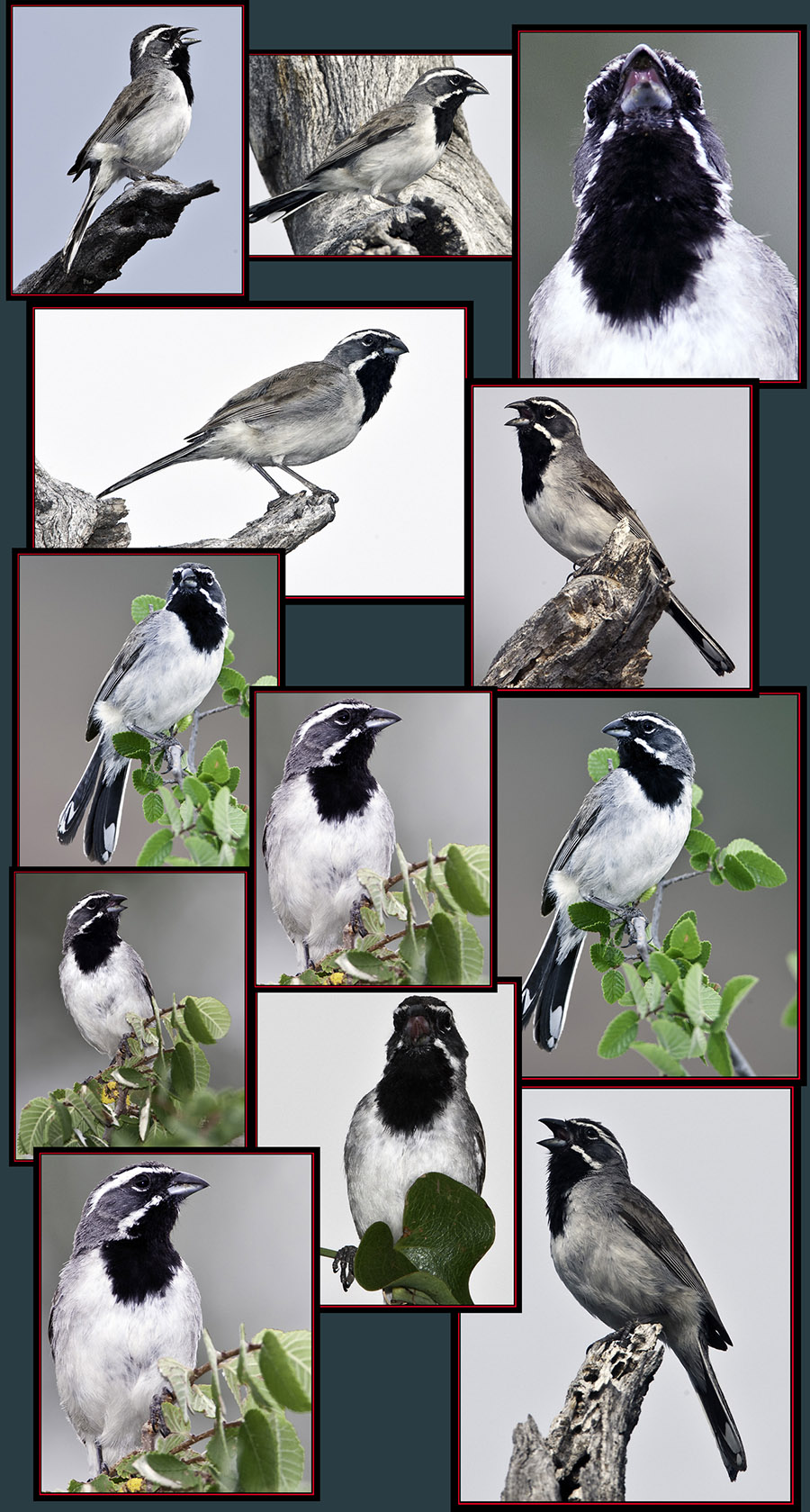 Black-throated Sparrow Files - Enchanted Rock State Natural Area Views