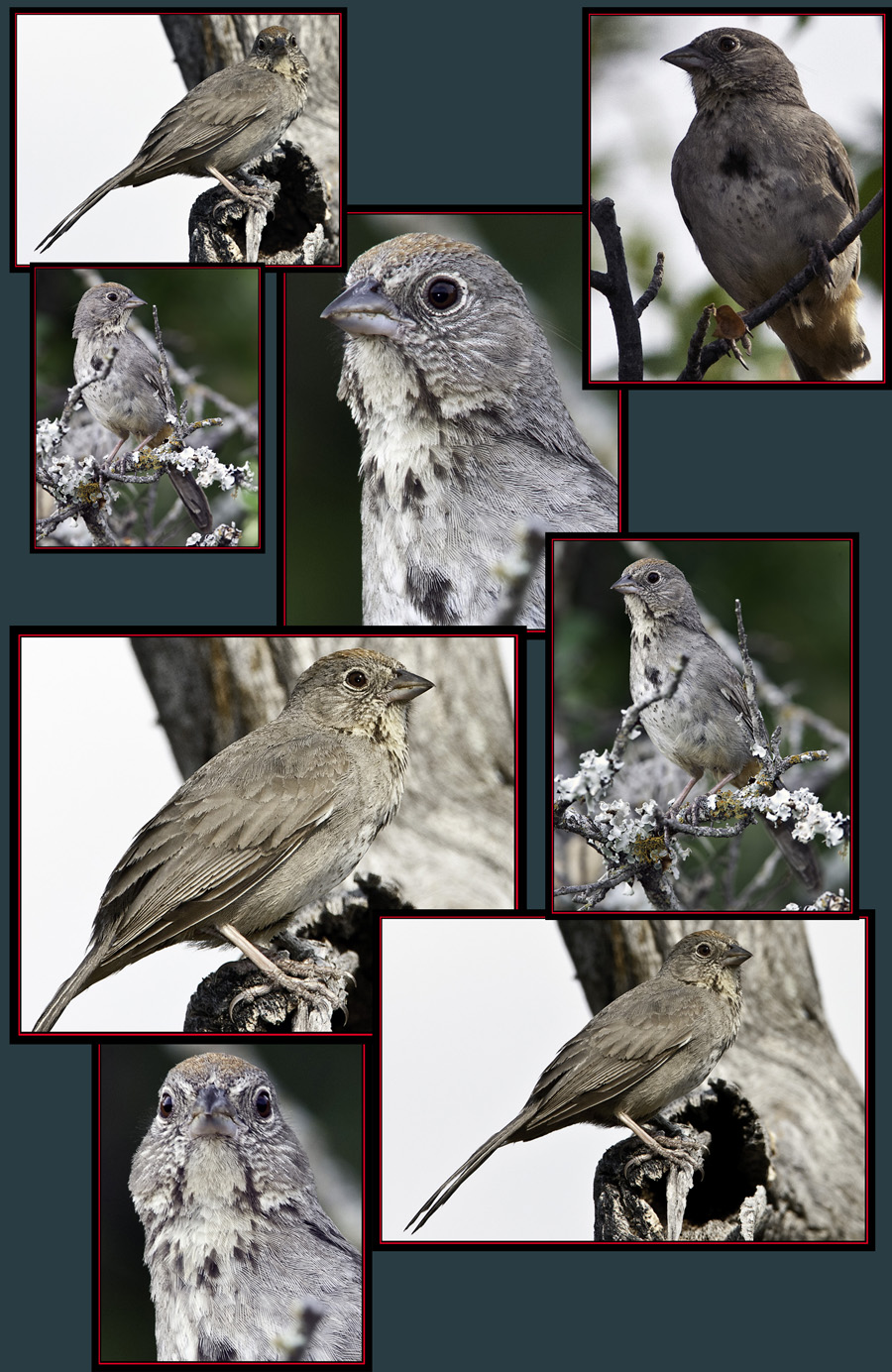 Canyon Towhee Files - Enchanted Rock State Natural Area Views