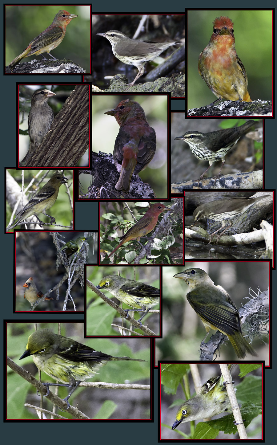 Bird Images from the Creek