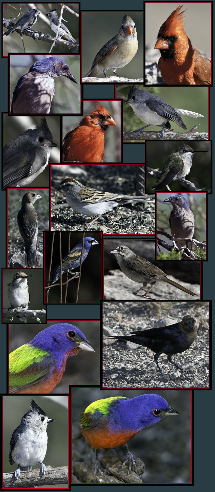 Shots from the Bird Viewing Blind - Lost Maples State Natural Area - Vanderpool, Texas 