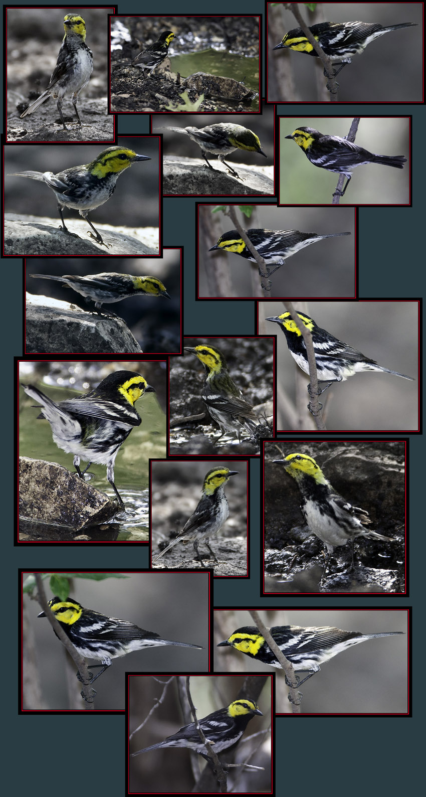 Golden-cheeked Warbler Files - Friedrich Wilderness Park - San Antonio, Texas