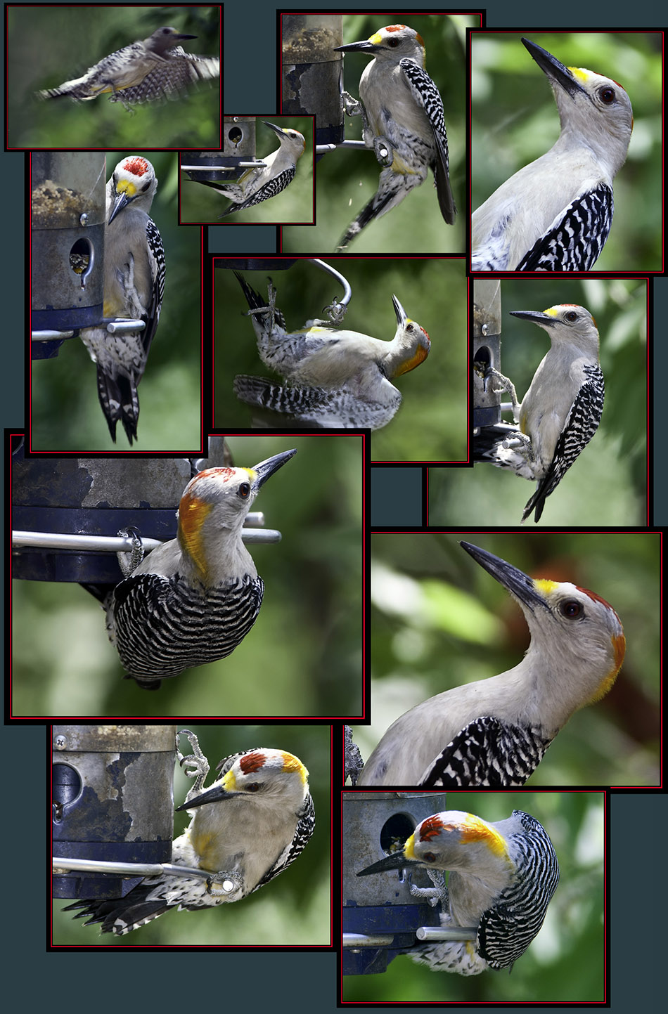 Golden-fronted Woodpecker Files - Cibolo Nature Area - Boerne, Texas