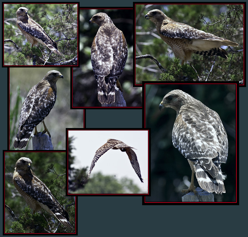 Red-shouldered Hawk