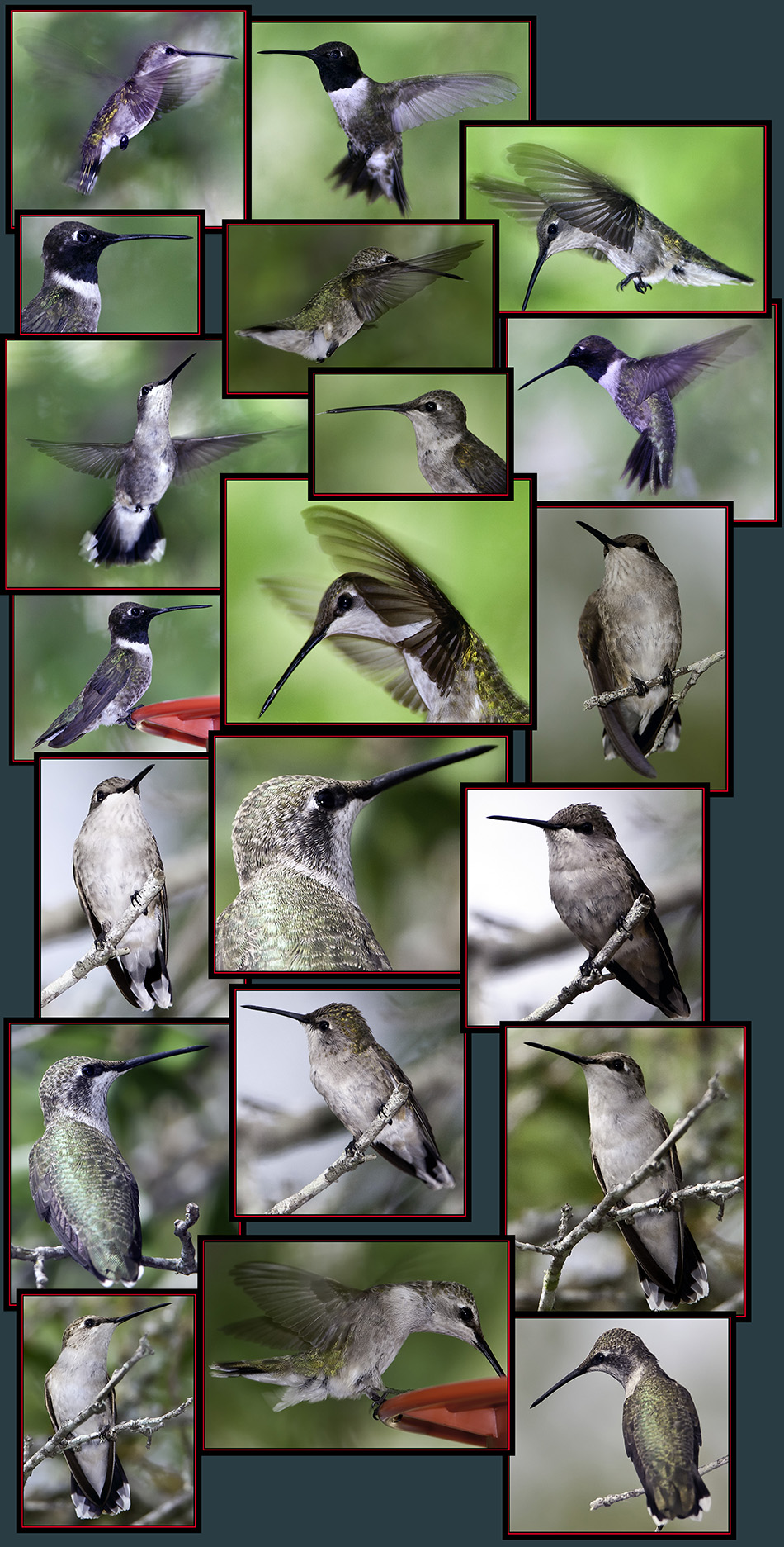 Black-chinned Hummingbirds - Guadalupe River State Park, Spring Branch, Texas