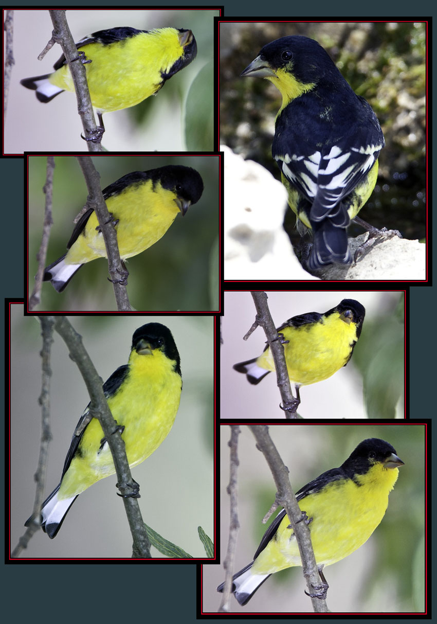 Lesser Goldfinch Files - Cibolo Nature Area - Boerne, Texas