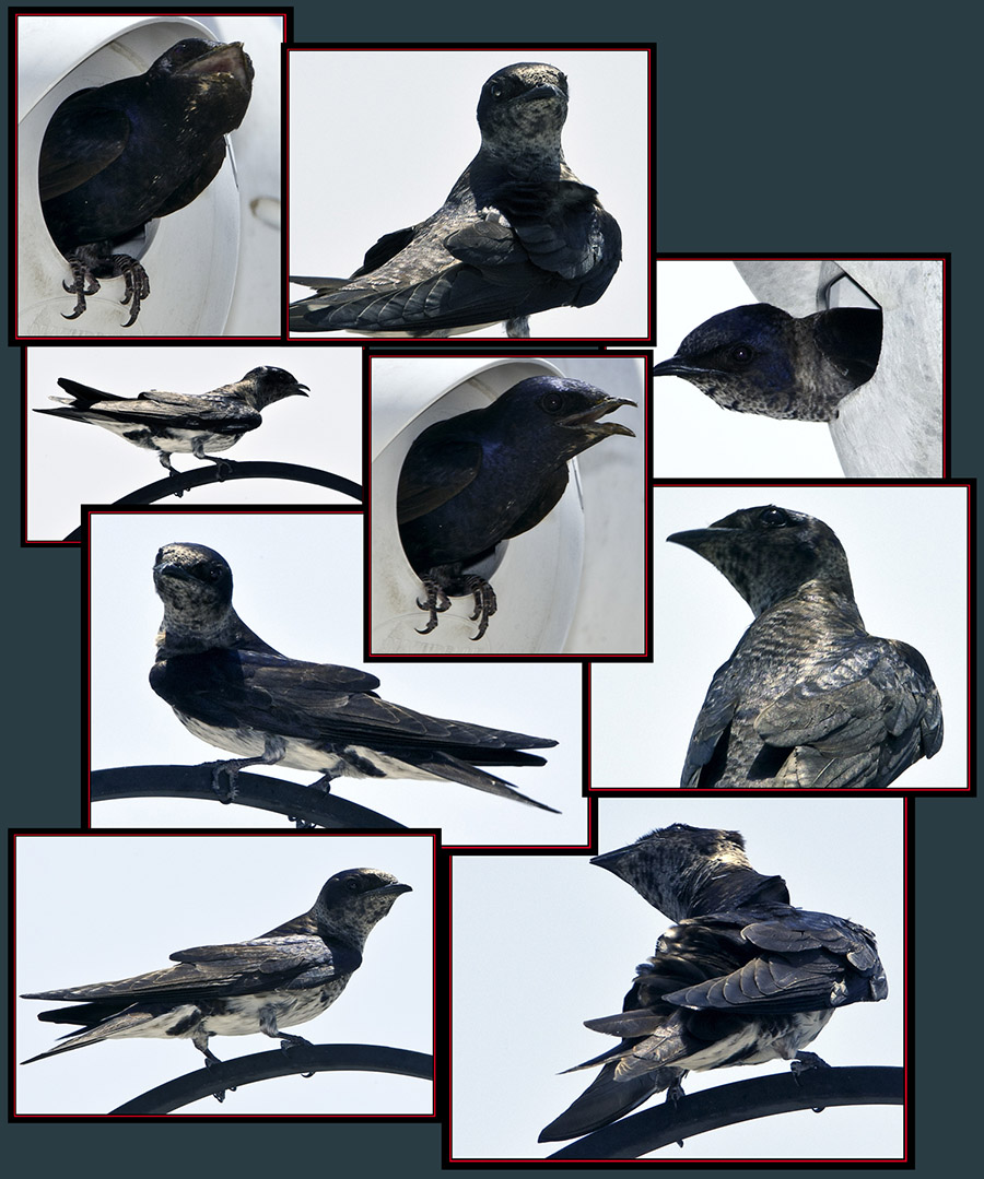 Purple Martin Files - Cibolo Nature Area - Boerne, Texas