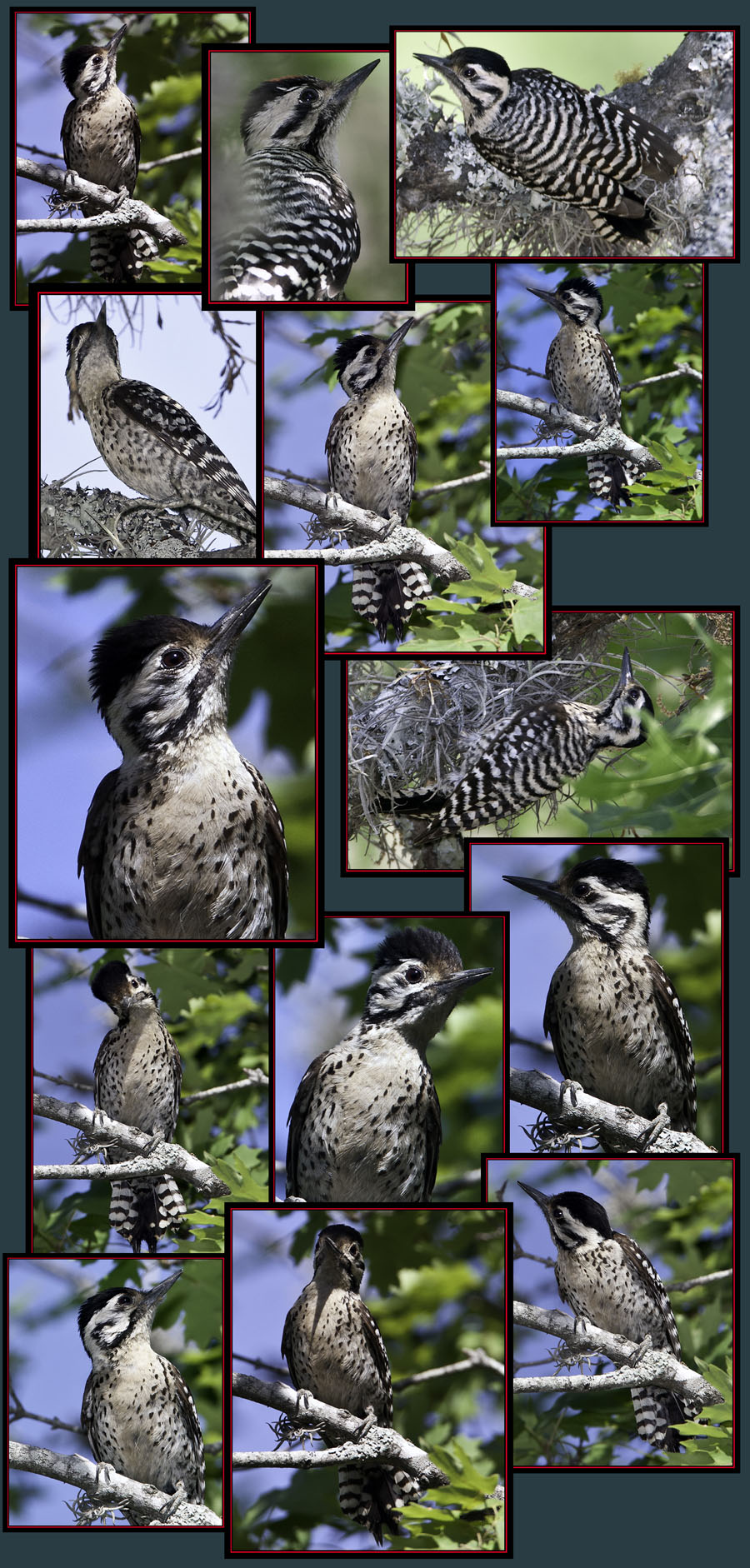 Ladder-backed Woodpecker - Lost Maples State Natural Area