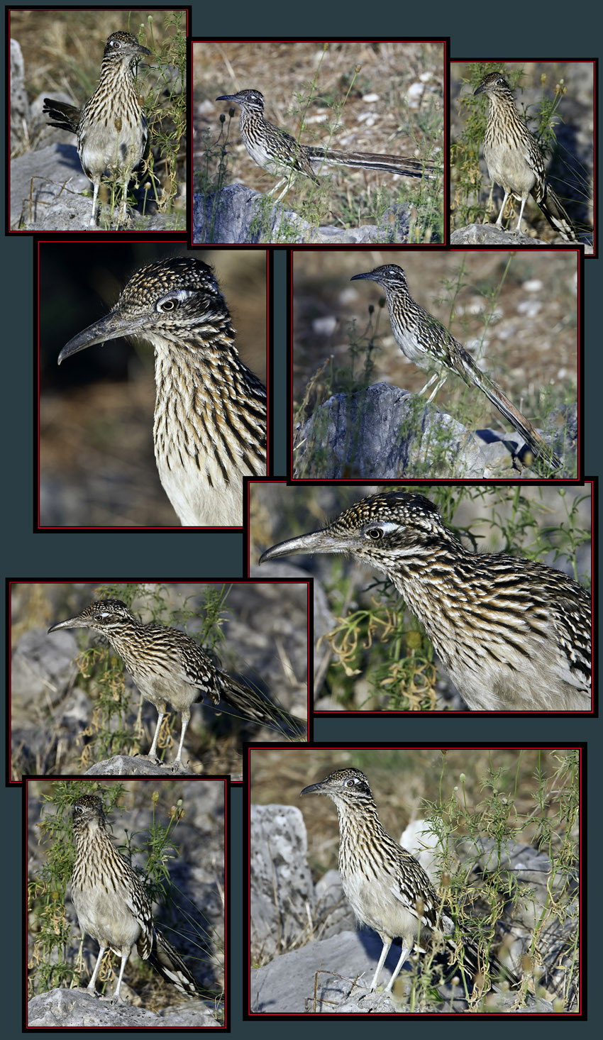 Greater Roadrunner Files - Boerne, Texas