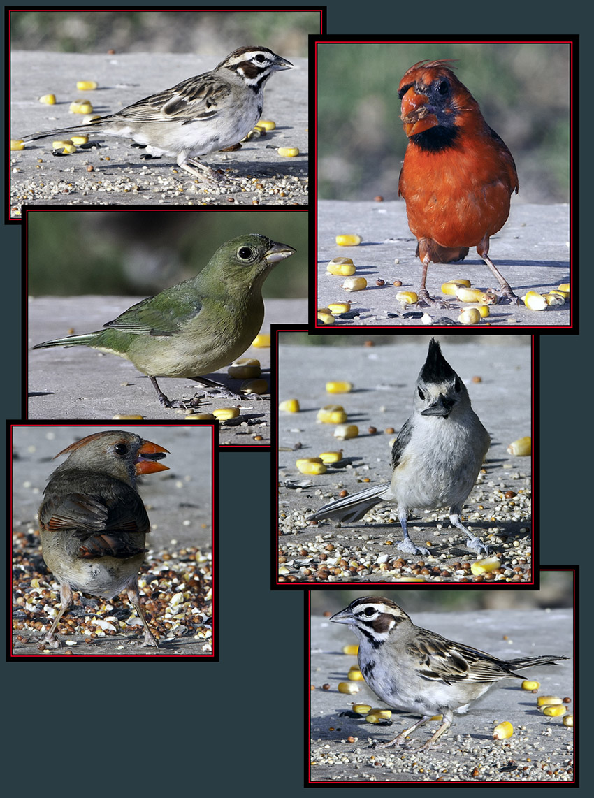 A Few Bird Photographs from the General Store