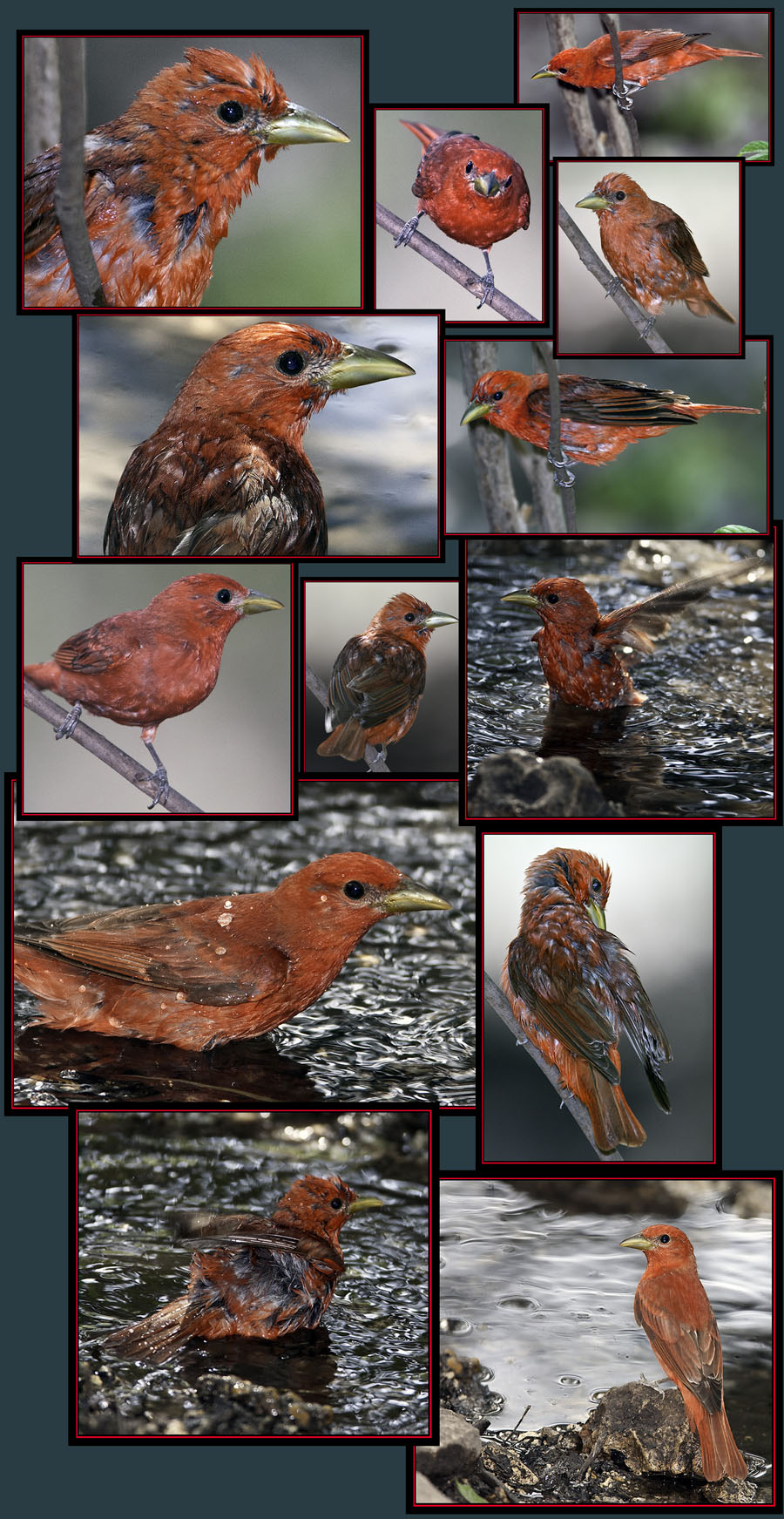 At the Water Hole - Summer Tanager Files - Friedrich Wilderness Park - San Antonio, Texas