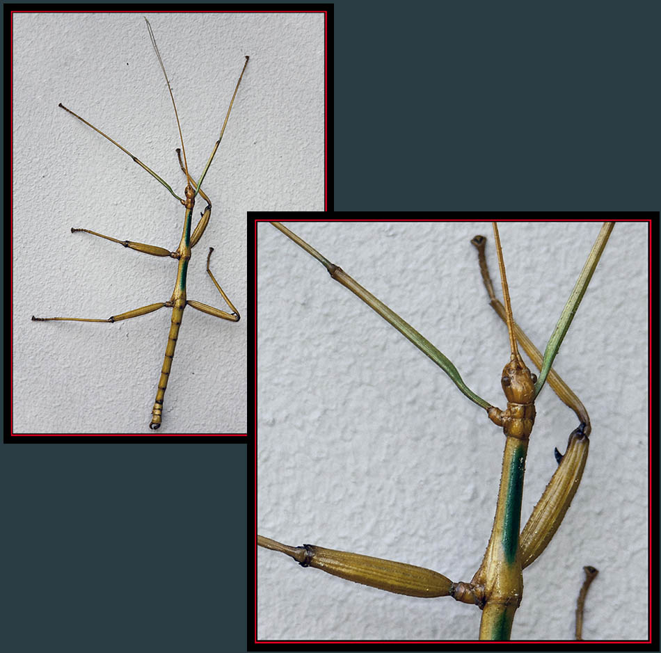 Texas Giant Walkingstick