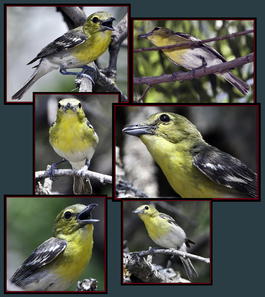 Yellow-throated Vireo - Enchanted Rock State Natural Area Views