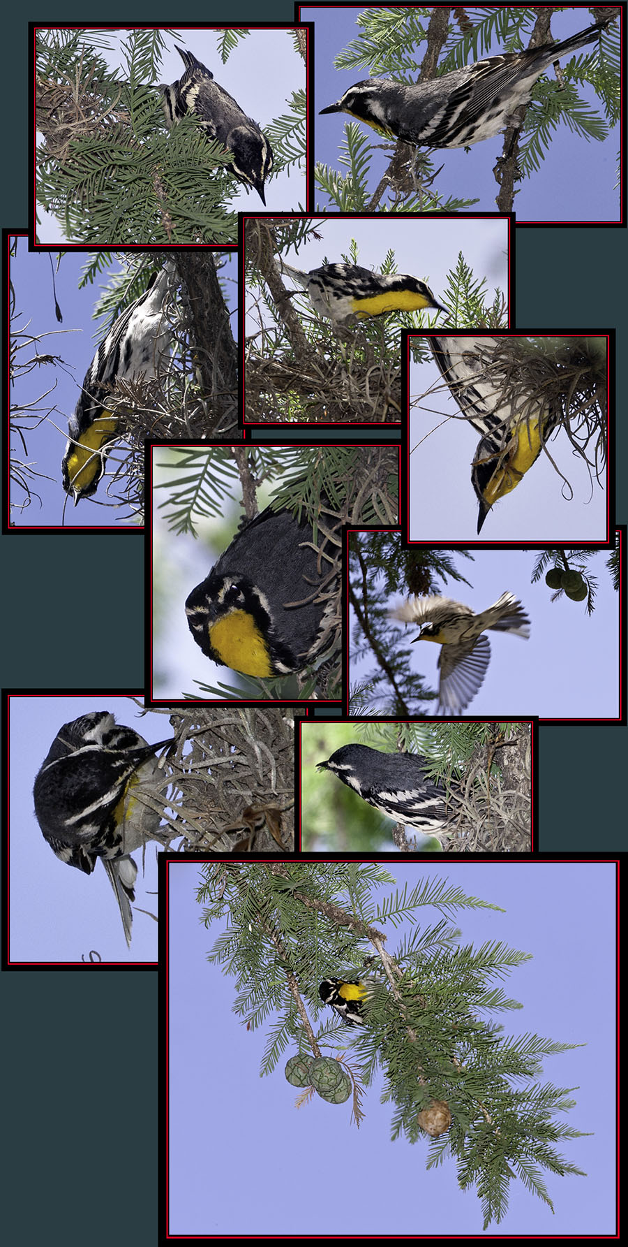 Yellow-throated Warbler - Garner State Park - Concan, Texas