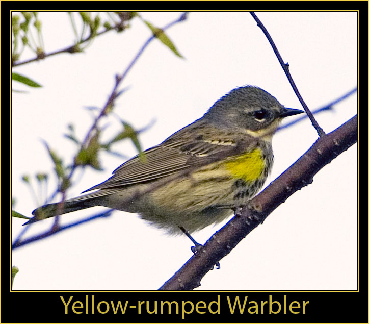 Yellow-rumped Warbler