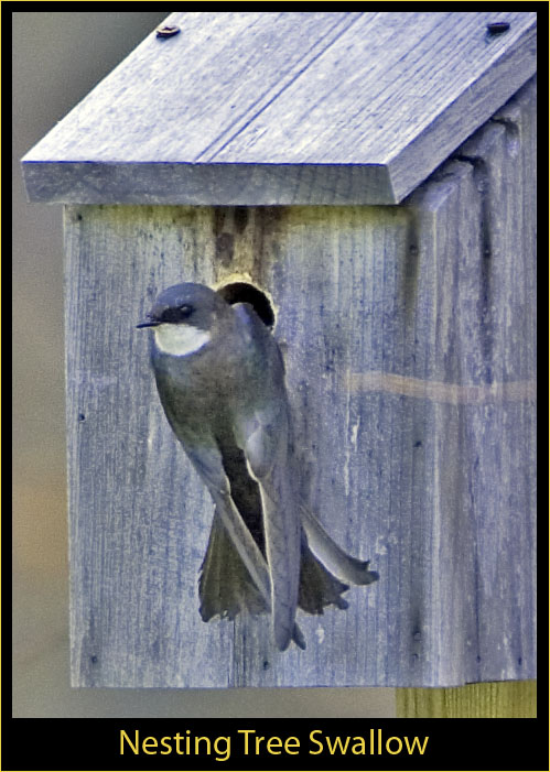 Tree Swallow