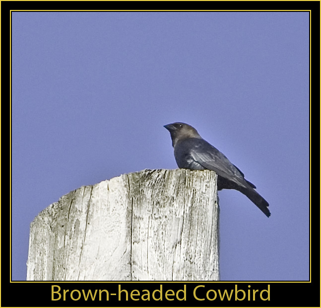 Brown-headed Cowbird