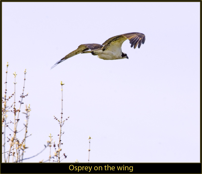 Osprey in Fight