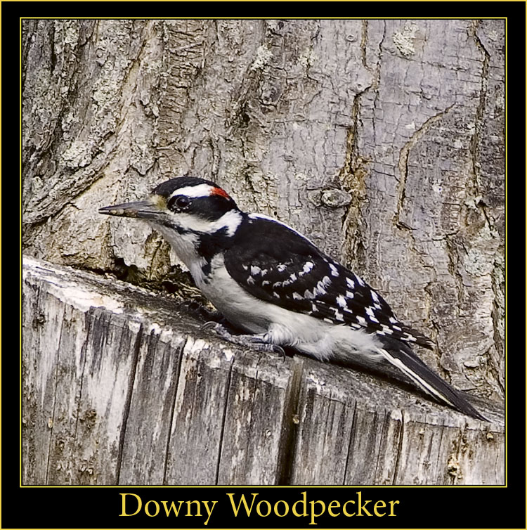 Downy Woodpecker