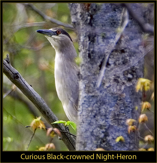 Black-crowned Hight-Heron