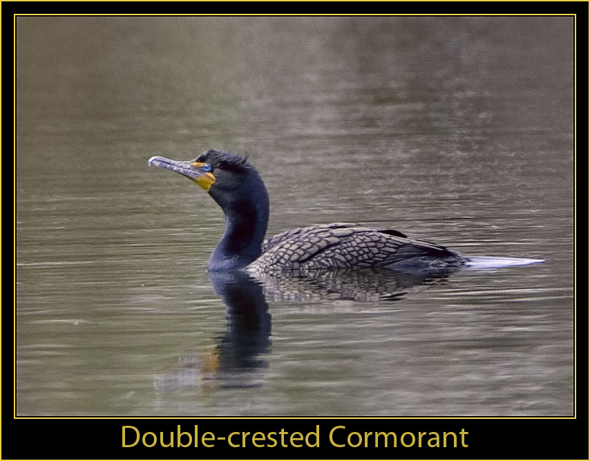 Cormorant