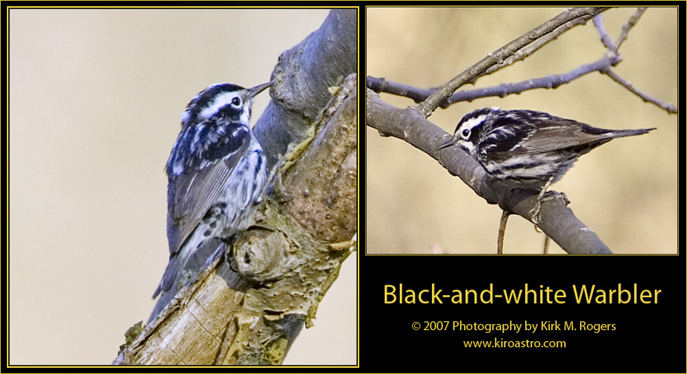 Black-and-white-Warbler