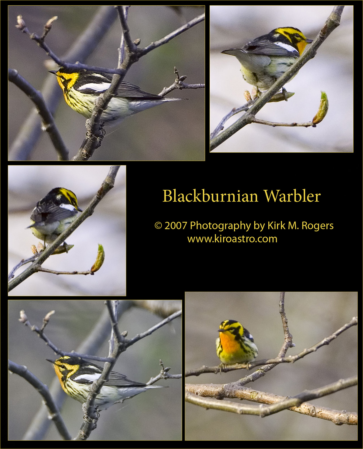 Blackburnian Warbler