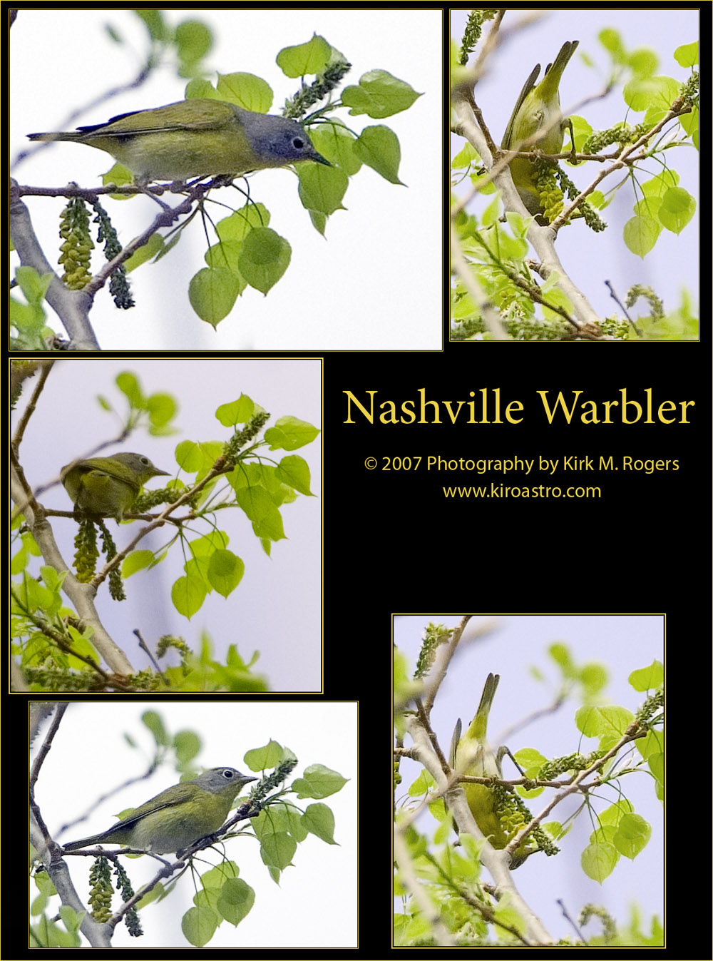 Nashville Warbler