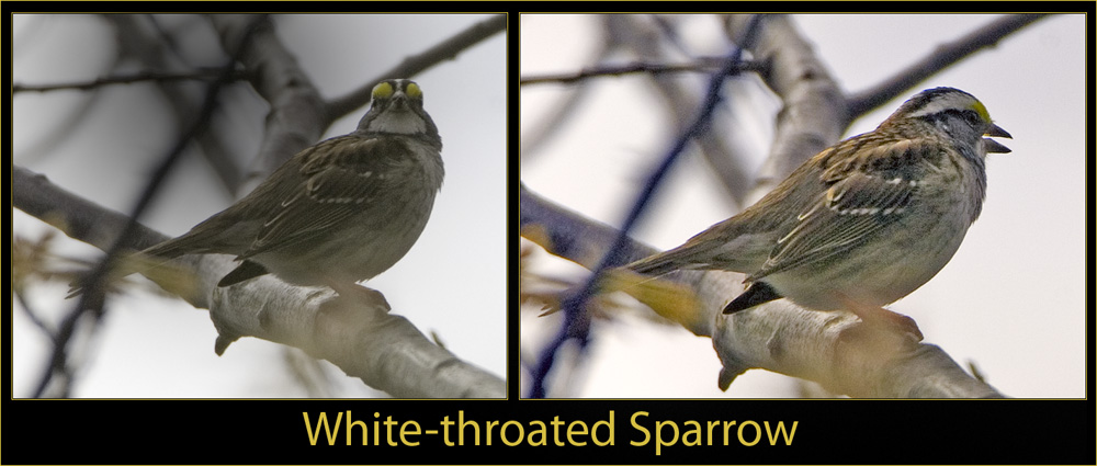 White-throated Sparrow