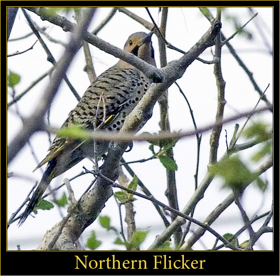 Northern Flicker