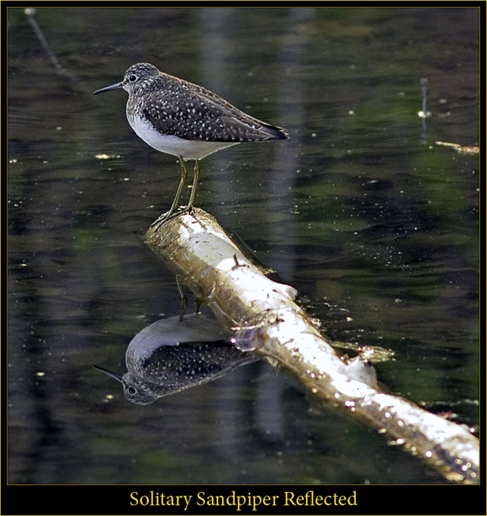 Solitary Sandpiper