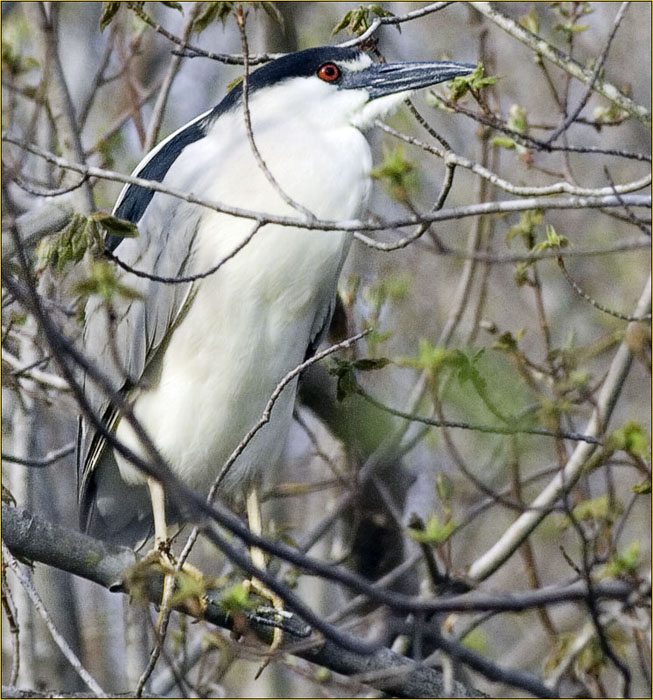 Black-crowned Night-Heron