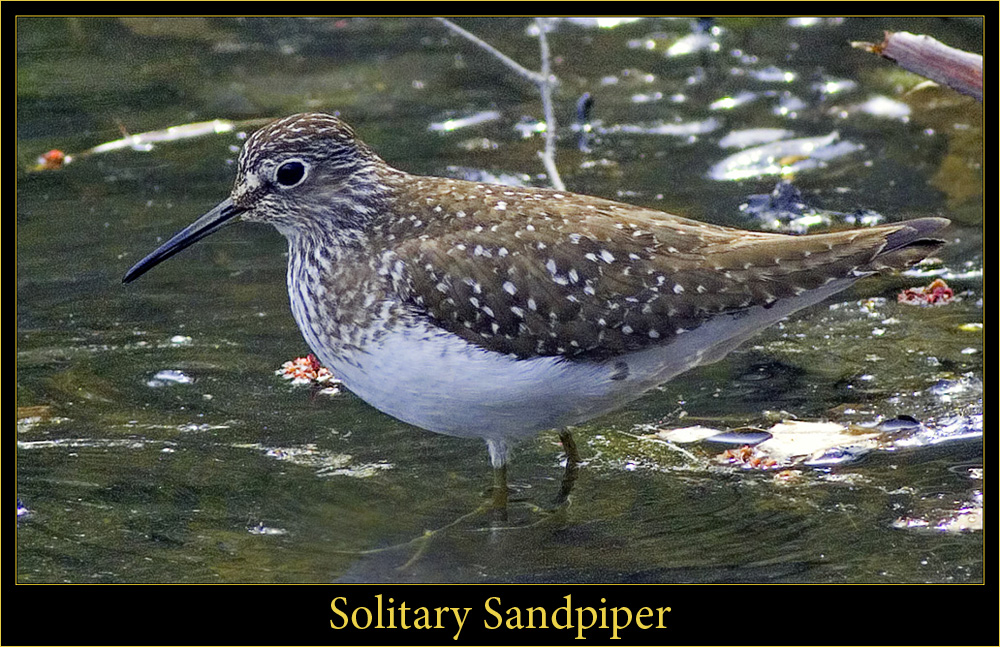 Solitary Sandpiper