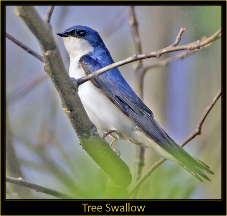 Tree Swallow