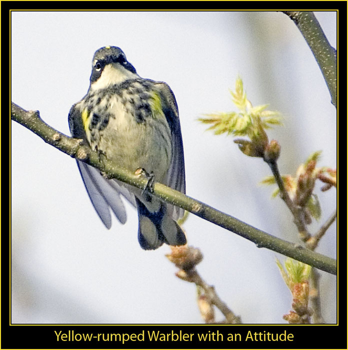 Yellow-rumped Warbler