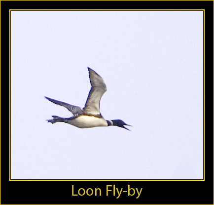 Loon in Fight