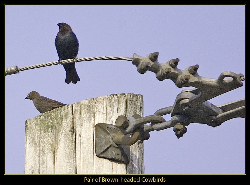 Cowbirds