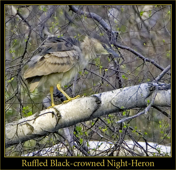 Black-crowned Night-Heron