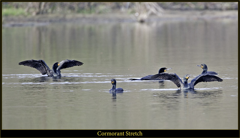 The Cormorant Contingent