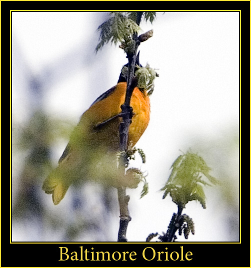 Baltimore Oriole