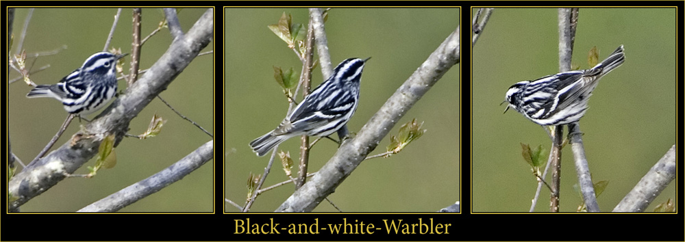 Black-and-white Warbler